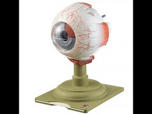 Eye Model