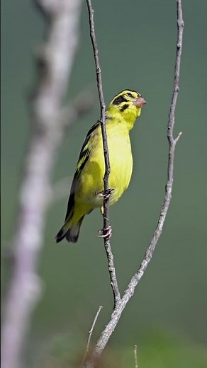 Yellow-breasted Greenfinch | Himalayan Beauty in Bright Yellow Feathers