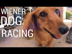 WIENER DOG RACING! The Dachshund Dash