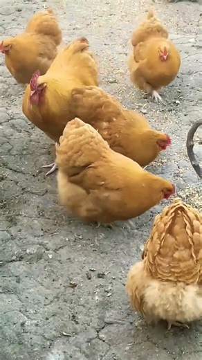 buff Orpington chickens 🥰 #shorts #ytshorts #trending #youtubeshorts #orpingtonchicken