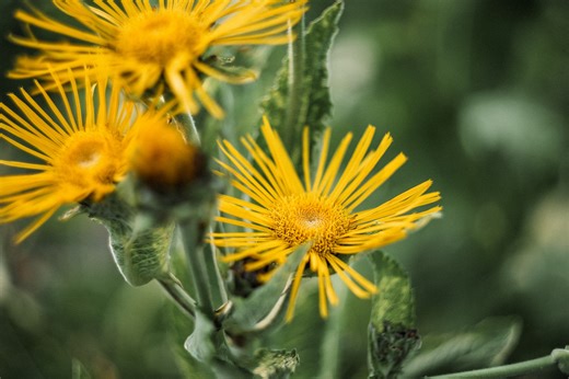 🌿✨ 𝐄𝐥𝐞𝐜𝐚𝐦𝐩𝐚𝐧𝐞 ✨🌿 Did you know the medicine of Elecampane lies in its roots? 🌱 You want to allow the roots to mature for two years before harvesting them in the fall or early spring. This ensures they reach their full potency! In the fall, when the plant goes dormant, or early spring before it flowers, the roots are at their peak potency. You can even divide and propagate them during harvest to help the herb flourish! 🌱 Once harvested, you can make a powerful tincture, cough syrup o