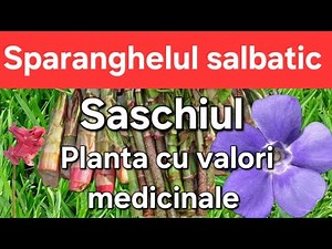 Sparanghelul salbatic si Saschiul - O planta extraordinara/ Unde se găsește?