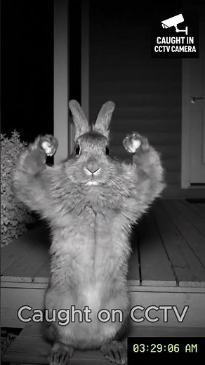 “Scary CCTV Footage at Night 😱 | Real Paranormal Clips” #cctvcamera #animals