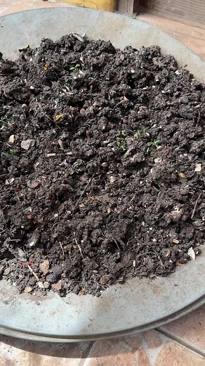 El humus y la efectividad de su nutrición, por su múltiplos minerales esenciales como los que más destacas, fósforo, magnesio, calcio, hierro, zinc, potasio. Ayuda a regenerar y recuperar suelos, a una mayor retención de humedad, una reducción importante estrés en cultivos y plantas. Los micro y macro nutrientes son muy efectivos a la hora de abonar. Sí eres de chile 🇨🇱 y quieres humus para abonar tus plantas. Envíame un mensajito, me quedan algunos kilos en venta. #humus #humusdelombriz #verm