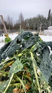 1.1K views | Guess which animal on the farm decided to try kale Only wrong guesses in the comments, please #gro #kale | Ethan Barrett | Facebook