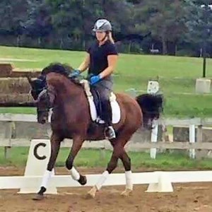 11K views · 339 reactions | Dressage Horses featured in the Auction Collection January Auction for Sport Horses & Ponies at www.sporthorseauctions.com Bid on your favorite NOW Bidding Closes January 17 | Sporthorseauctions.com LLC | Facebook