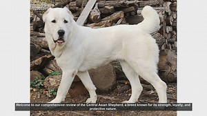 Central Asian Shepherd: The Ultimate Guardian Dog - Comprehensive Review