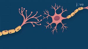 Video: Neuronal Communication