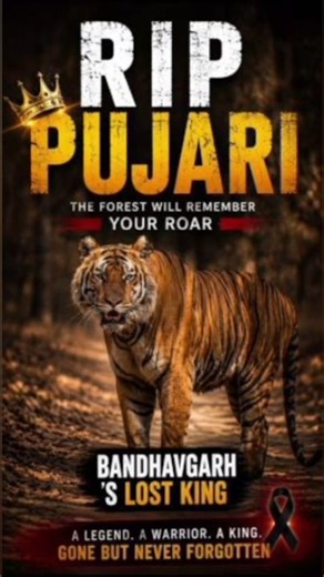 बांधवगढ़ का पुजारी #ssc #facts #gk #shortvideo #tranding #wildlife #forest #shorts #short