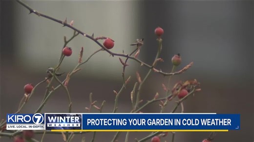VIDEO: Protest your garden in cold weather