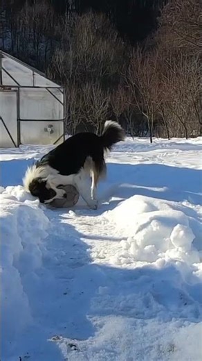 Border Collie Chasing a Ball in the Snow | Winter Playtime ❄️🐕 #bordercollieverse #dogshorts