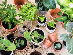 21 astuces de jardinage pour réussir son potager