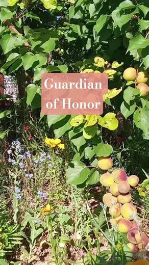 Guardian of Honor