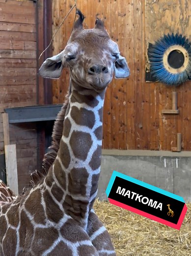 Giraffens matkoma efter zoomies