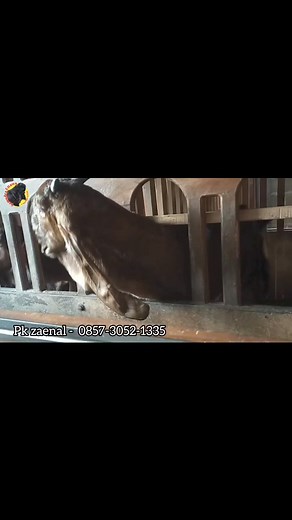 Kambing dara jrabang super | Samudra Ettawa