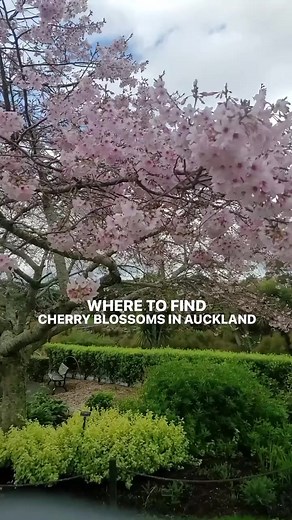 It's cherry blossom season at the Auckland Botanic Gardens, and the beautiful 'Awanui' cherry blossoms are taking centre stage. Visit the Orchard and the end of the Perennial Garden to see their stunning bloom 🌸 #visitauckland #cherryblossom | Visit Auckland