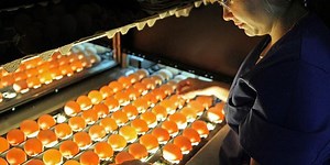 Ensuring Egg-Cellent Quality: The Vital Role of the Egg Tester