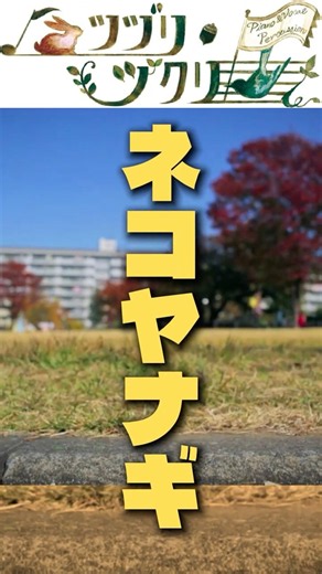 ネコヤナギ #歌詞動画 #リリックビデオ #オリジナル曲 #tuzurizukuri #tsuzurizukuri #cajon #piano #ピアノ #カホン