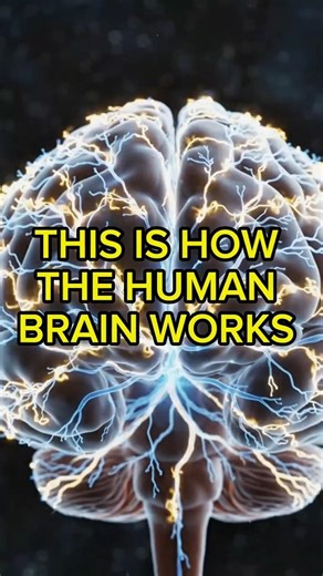 THE HUMAN BRAIN | HUMAN ANATOMY #shorts