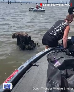 1M views · 10K reactions | A wildlife rescuer has managed to save a wombat after it became stuck on a stump in the middle of Lake Mulwala. The wombat was spotted by a family while fishing on Sunday, who then alerted Dutch Thunder Wildlife Shelter to assist the animal, which was stranded around half a kilometre from shore. Despite some minor wounds, the wombat is now doing well and will be released in the near future. #9News | WATCH LIVE 6pm | 9 News | Facebook