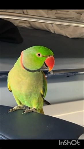My💐 Parrot 🦜In Train 🚂 #Parrot #pets #Funny #shorts #BestVibes