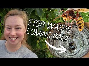Get Rid Of Wasp Nests and Stop Them Coming Back! Professional Pest Control Advice