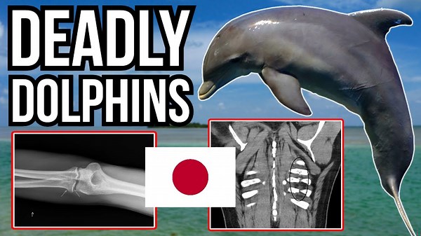 These Dolphin Attacks in Japan Have Experts Seriously Concerned