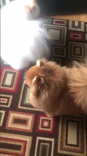 pomeranian bark sounds|Adorable tiny pom dog barking outdoor
