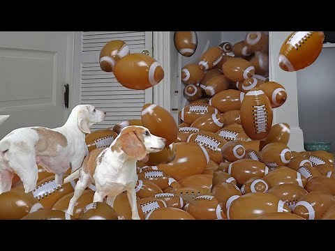 Dogs Surprised with Footballs! Funny Dogs Get HUNDREDS of balls for Superbowl Football Game