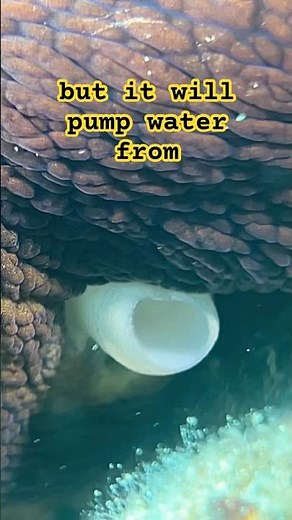 This How An Octopus Breathe! Amazing 😎