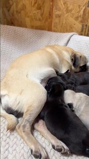 Pug Puppies LIVE Sleeping 🐶 Calm, Cute & Relaxing (HD)
