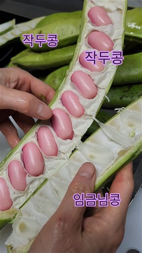 작두콩 키우기,작두콩밥,작두콩차