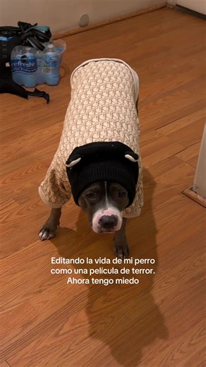 #pitbullsoftiktok