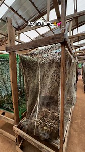 581K views · 5.7K reactions | BSF ( Maggot farming) Please facebook I do not have the right to the background song . #urbanfarming #agribusiness #farming #Entrepreneurship #agriculture #livestock #bsflarvae #highlightseveryonefollowers #followersreelsfypシ゚viralシfypシ゚viralシalシ #followersreels #reelsfypシ. | Mirajfoodsand_fishery | Facebook