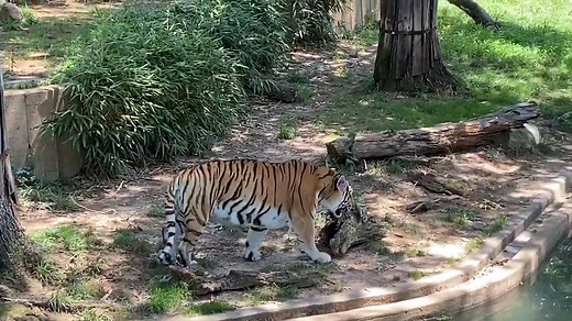 39K views · 191 reactions | Our viewer Tom sent us this video of a tiger at the National Zoo! Want to share your photos and videos with us? Use the Near Me feature in the WUSA9 app! Details here: https://bit.ly/3hPnAM5 | WUSA 9 | Facebook