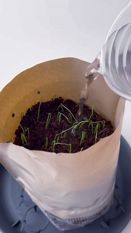 DAISOの細ねぎ栽培セットで簡単な家庭菜園