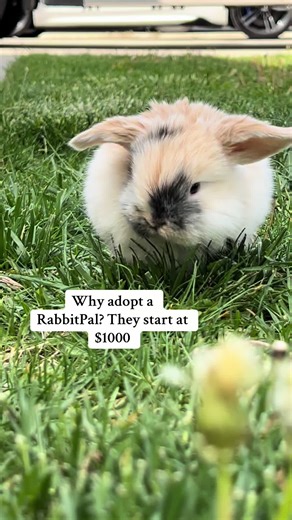 Understanding Why Bunnies Are Priced Higher