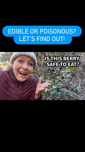 519 - California Coffeeberry at Fort Ord — Safe or Toxic? Today on...