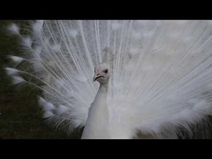 White peacock screaming