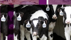 What is an Alta CONCEPT PLUS 511 sire? They are our most fertile sexed sires and have 3-7% conception rate advantage compared to average sexed semen. Ask your Alta Advisor about incorporating Alta CONCEPT PLUS 511 sires into your genetic plan. | Alta Genetics