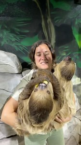 342K views · 8.7K reactions | These two tones sloths 殮 are so cool! Their eyes are completely opposite of how ours work!  That’s one of the coolest animal facts I’ve heard! • • • • • • • #wild #wow #animals #wildlife #beauty #reptiles #zooanimals #reptilesofinstagram #sloth #twotoned #awesome #cuteanimals #zookeeper #cool #reelsinstagram #animalsofinstagram | The Reptile Zoo | Facebook