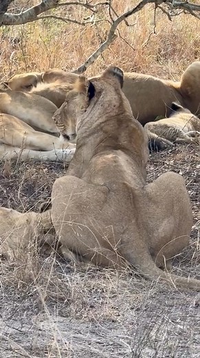 Nkuhuma Pride seen by Elephant Plains Game Lodge Posted 19 November 2025 Taken August of 2025 Video Credit: Through Lippys Lens One of the tiny Nkuhuma cubs close to its mother, as it gently approaches mum with pure affection. Still fragile and learning the world, the cub depends entirely on her warmth, guidance, and protection. This exchange of affection shows not only instinctive bonding but the powerful emotional connection within lion prides. In its mother’s steady presence, the cub finds co