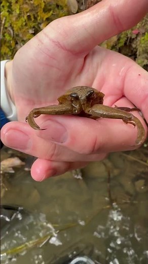 水生昆虫の王者を観察しに行きました#タガメ