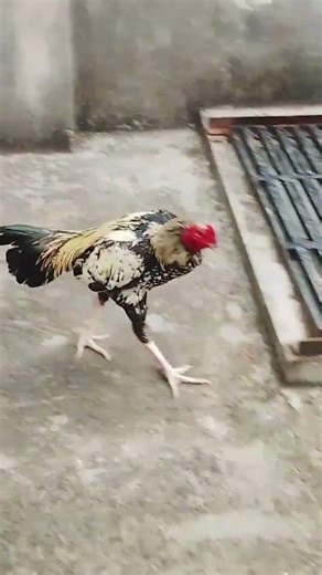 Java Aseel murga #roosterfarm #birds #swataseels