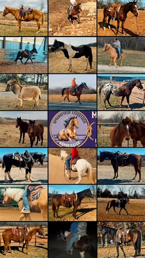 Springfield Livestock Horse Sale FRIDAY NIGHT in Springfield, Missouri! Join us in person or online! #horseauctionsusa #horses #horsesale #horseauction | Horse Auctions USA