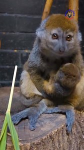179K views · 2.1K reactions |  Alaotran Gentle Lemur — also known as the Bamboo Lemur of Lake Alaotra, is a rare and unique primate found only in Madagascar. ❤️ #lemur #wildlife #viralpost #viralpage #nature #knowanytime | Know Anytime | Facebook