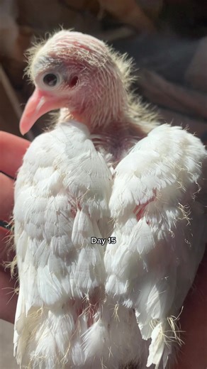 Meet Prisma: The Rare Leucistic Baby Pigeon