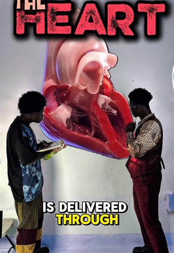 Understanding Heart and Blood Flow Basics Made Simple