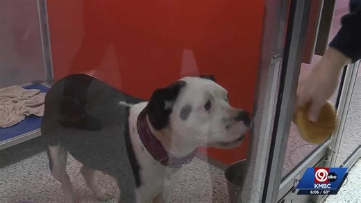 Kansas City shelter dogs get Christmas Eve burgers at KC Pet Project