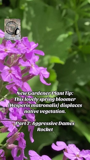Introduced to North America in 1600s, Dames Rocket is often found in old-fashioned gardens with irises and peonies. Dames Rocket now spans most of the US and is classified as noxious weed in several states. Each plant can produce 20,000 seeds. #invasiveplants #plants #newgardeners #beginninggardener #damesrocket